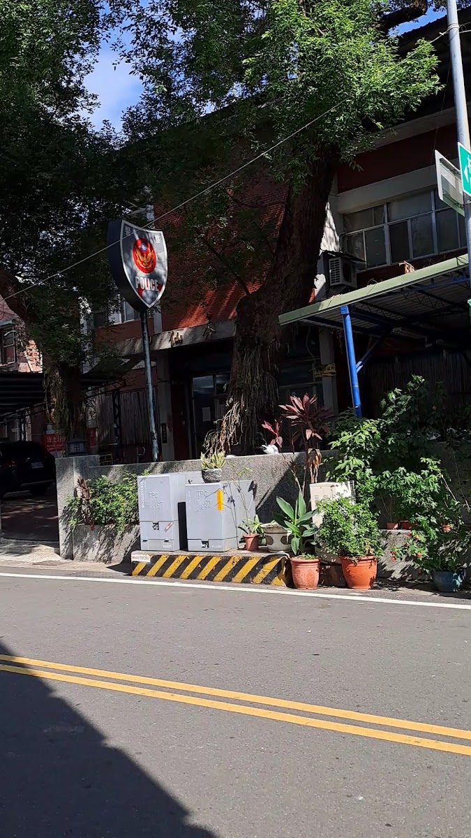 甲仙百年樟樹路邊街道老樹高聳樹幹廣闊樹冠路邊植栽