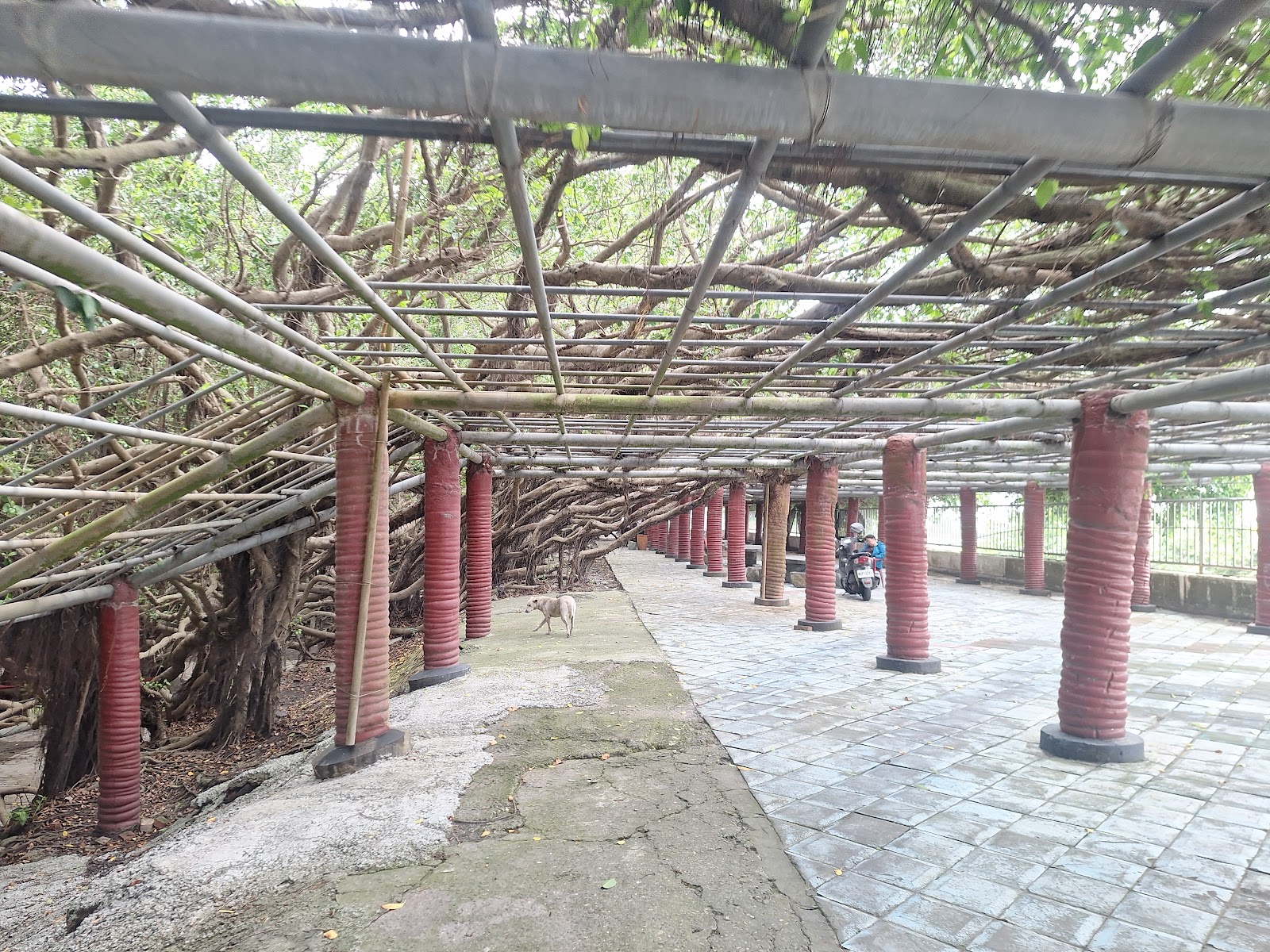 竹塘九龍大榕公鐵棚架下的綠色隧道走道