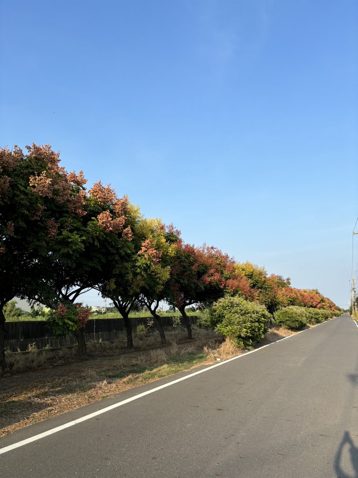 鐵馬道兩側種植台灣欒樹，紅黃綠三色葉片層次分明