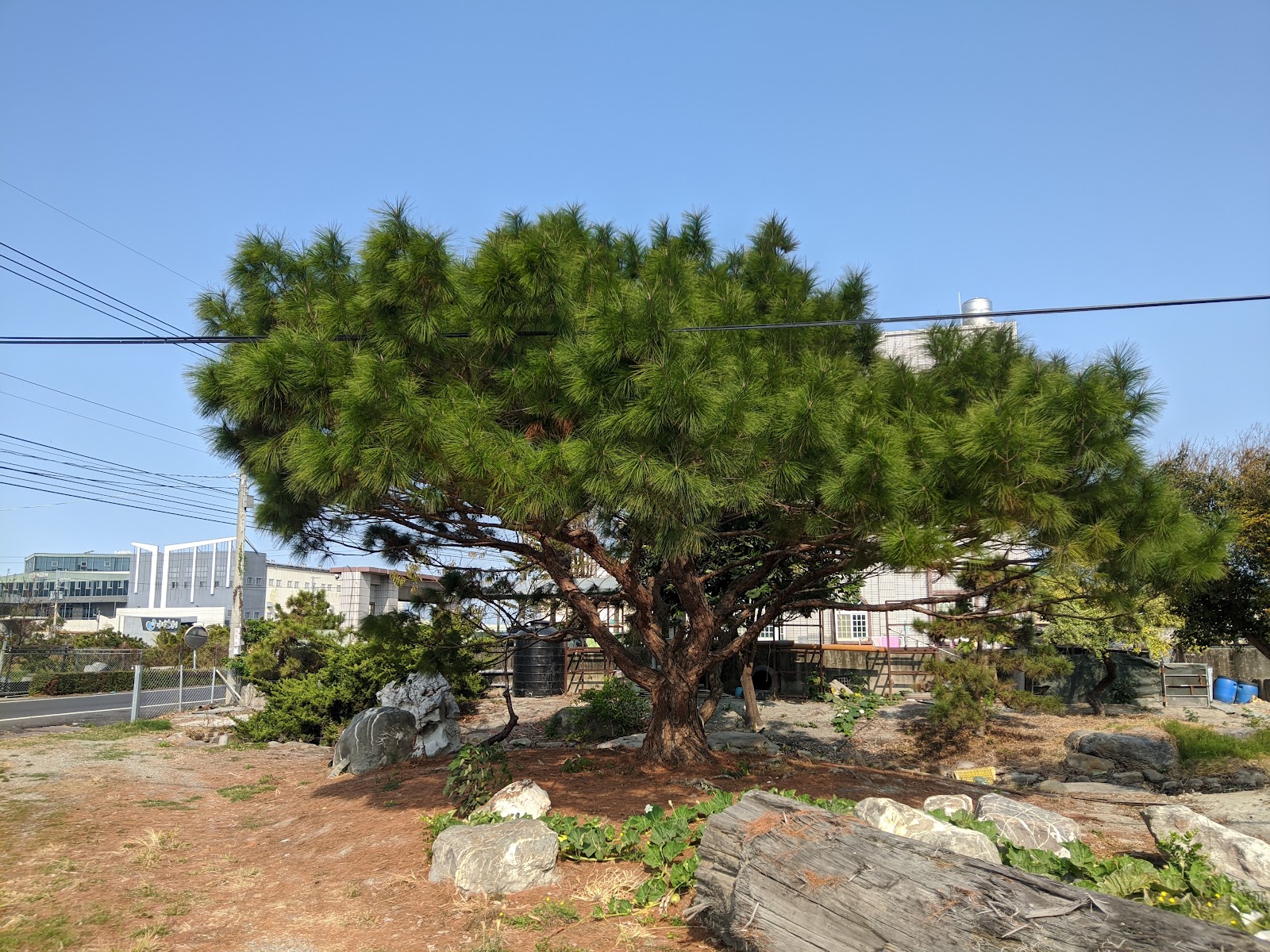 梅鏡傳芳梁氏古厝庭院老松樹石頭造景,彰化秀水傳統建築庭院