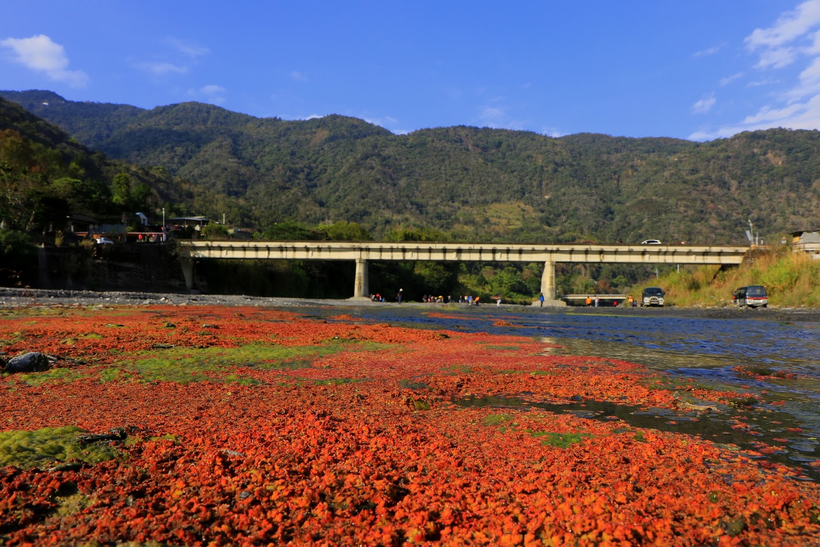 武界濁水溪河床滿江紅奇景,河床大面積鋪滿橘紅色滿江紅水草,背景是水泥橋與青山