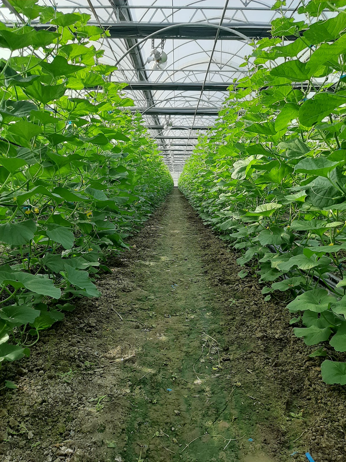 喜田蔬果農園瓜果種植畦