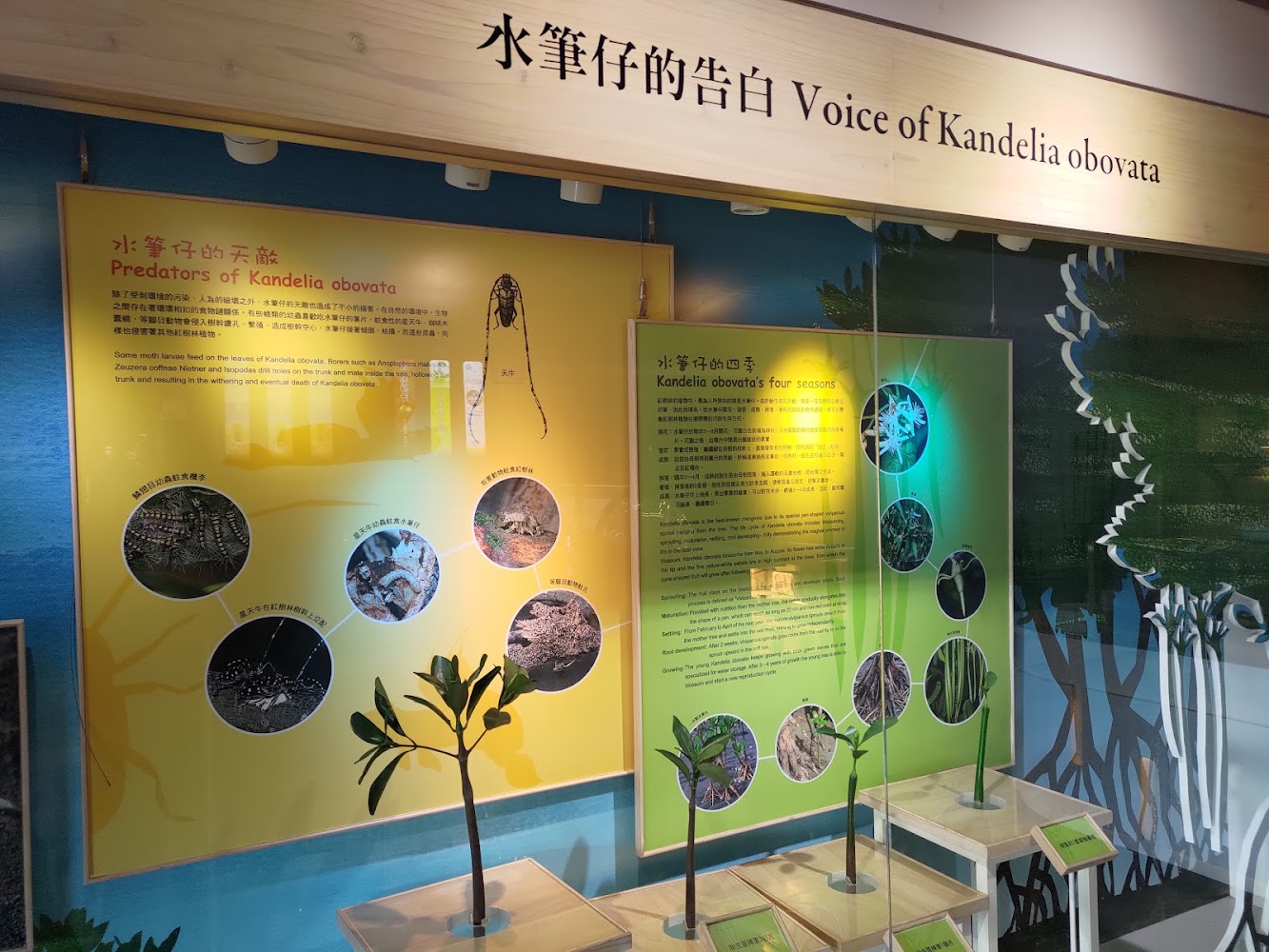 水筆仔展覽介紹與模型