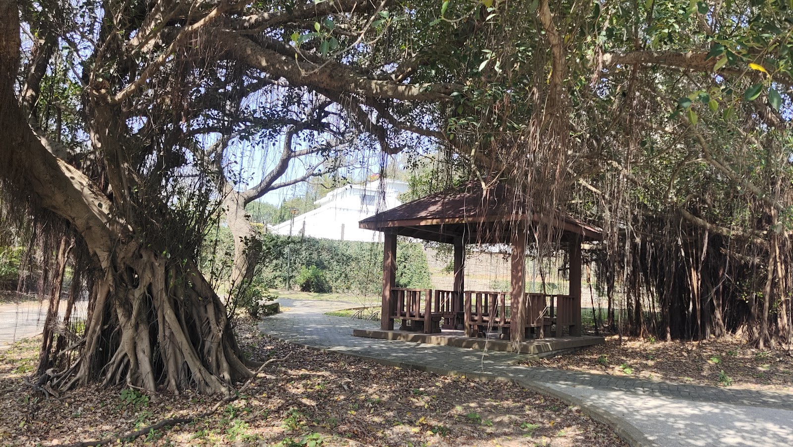 白沙岬燈塔園區大榕樹涼亭,遠景可見白色燈塔,步道環境清幽