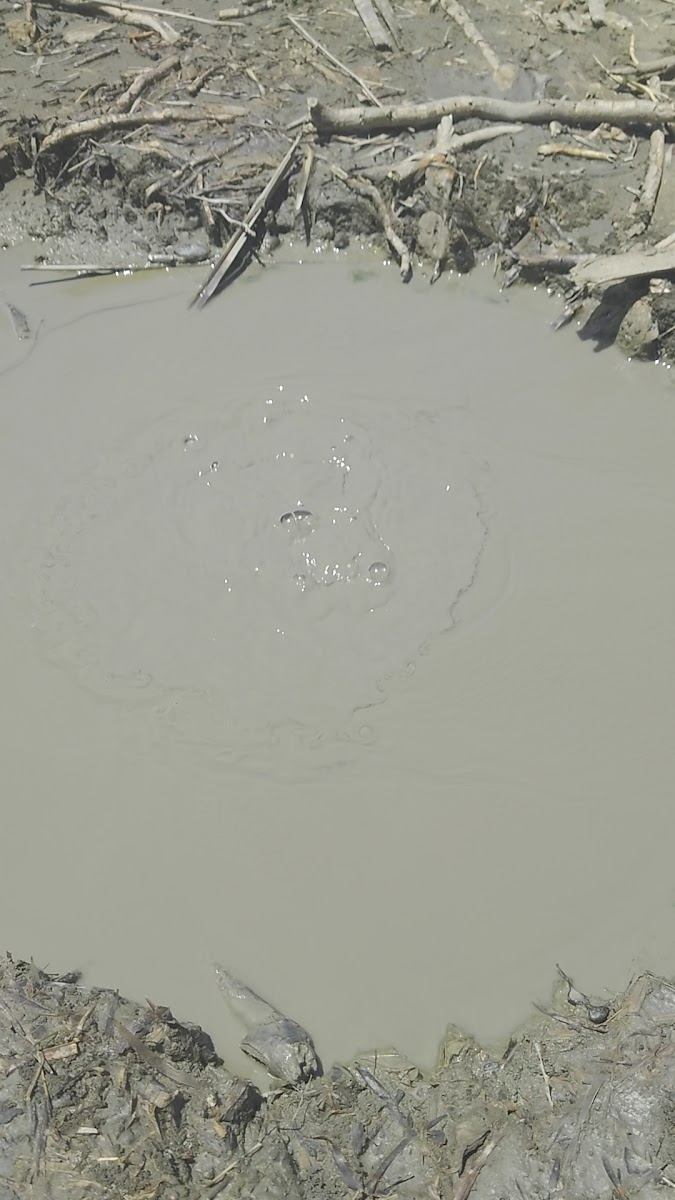 羅山泥火山近景,灰色泥漿池中央氣泡翻滾,地質奇觀