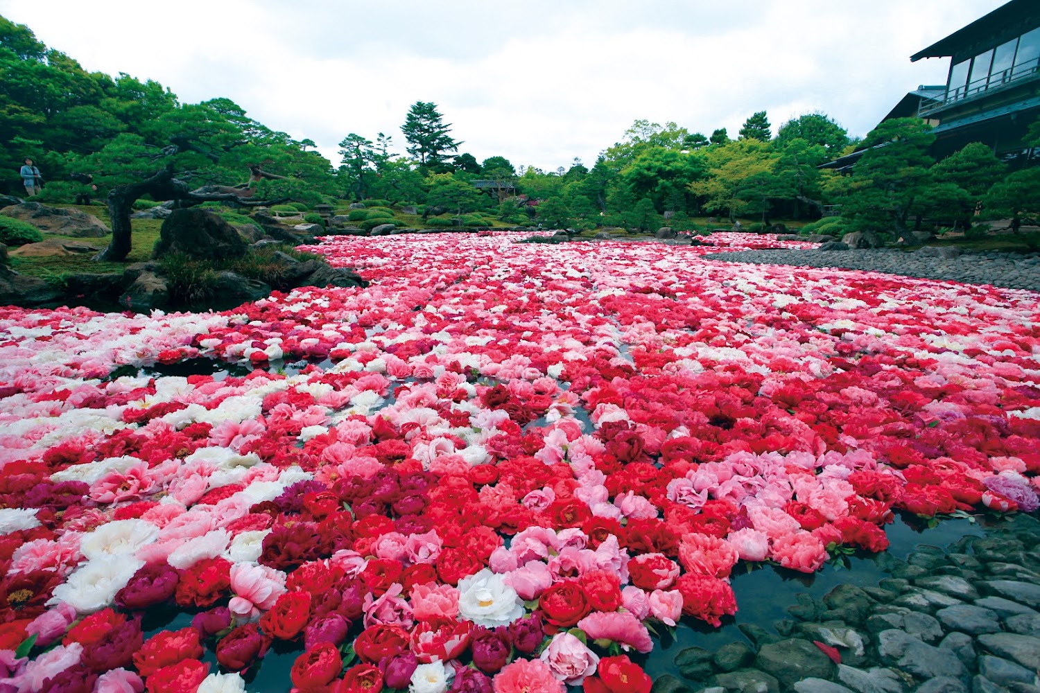 池面漂浮大量牡丹花的由志園日式庭園