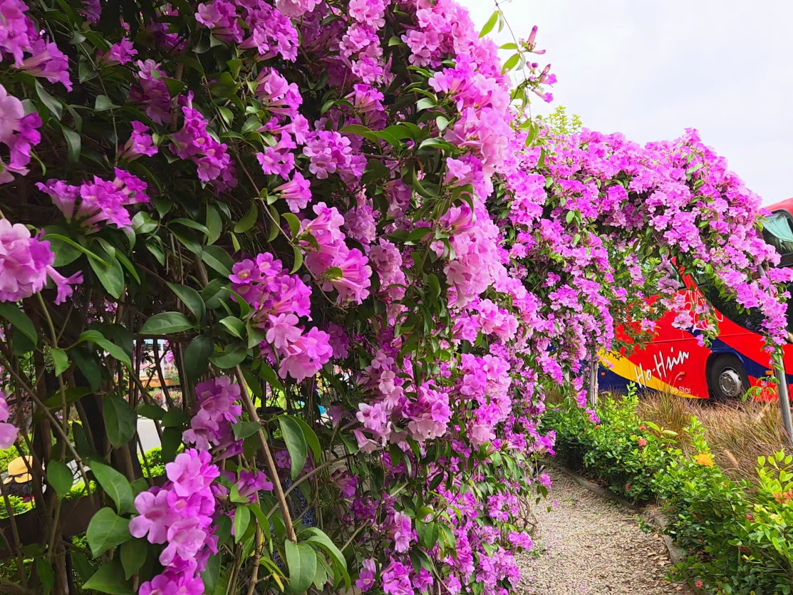 楓樹河濱公園九重葛花牆盛開,粉紫色花朵形成美麗花廊,步道旁鮮花繽紛