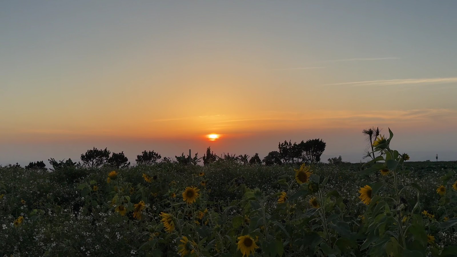 九天夕陽之樹周邊農地向日葵花海夕陽剪影