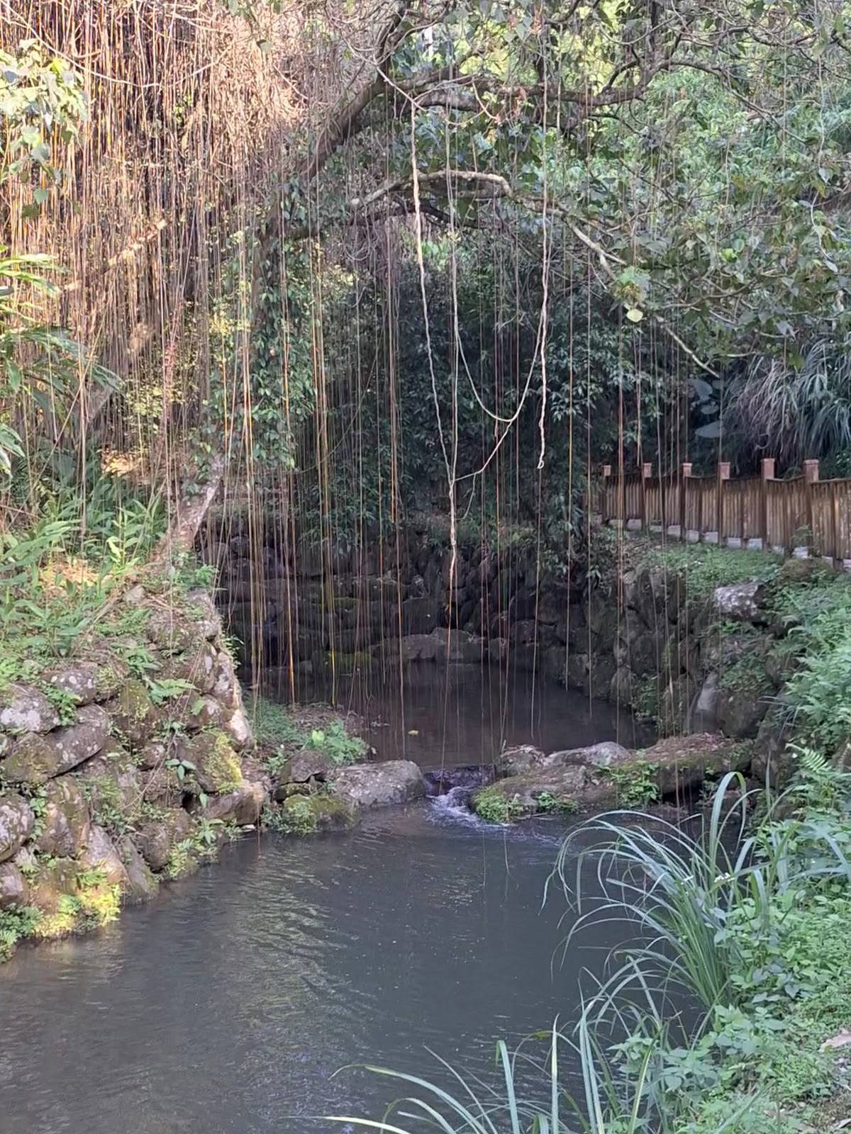 小坑溪畔垂掛氣根與林蔭，溪水平靜倒映綠色植被