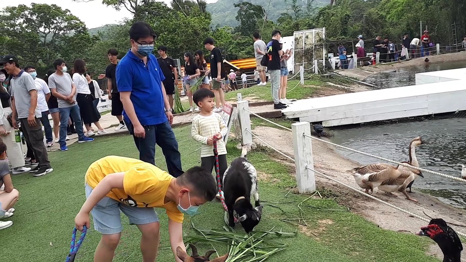 遊客與動物互動餵食畫面