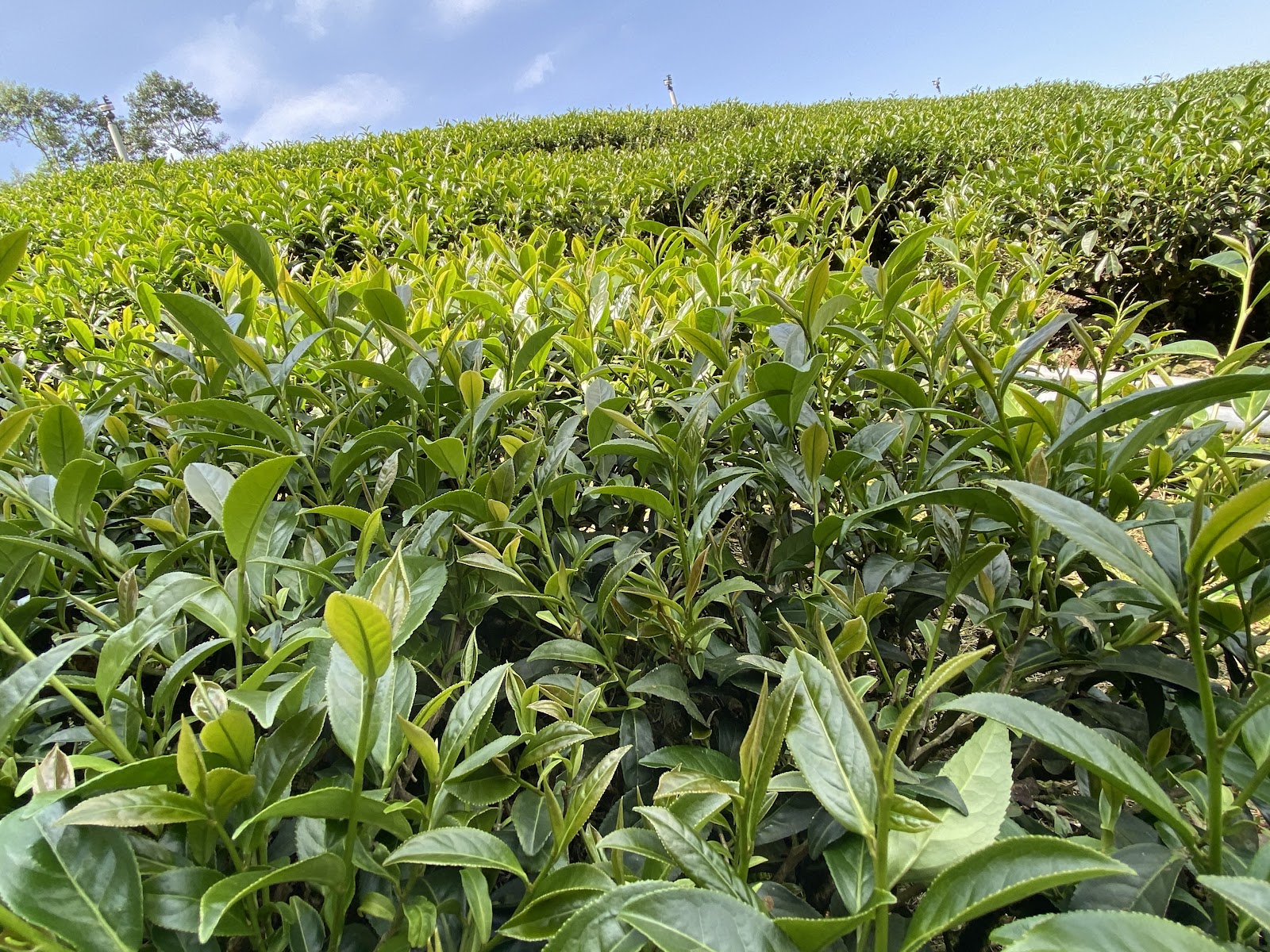 協春茶行自家茶園翠綠茶樹梯田