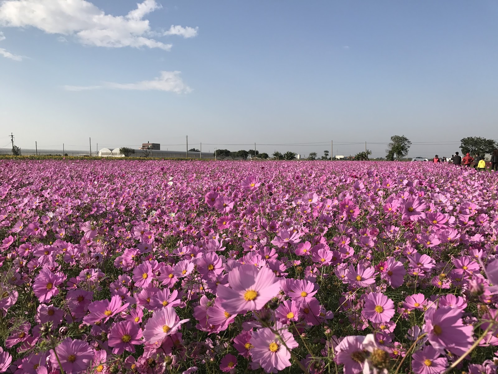 莿桐鄉花海 粉色波斯菊一望無際 雲林農村花海