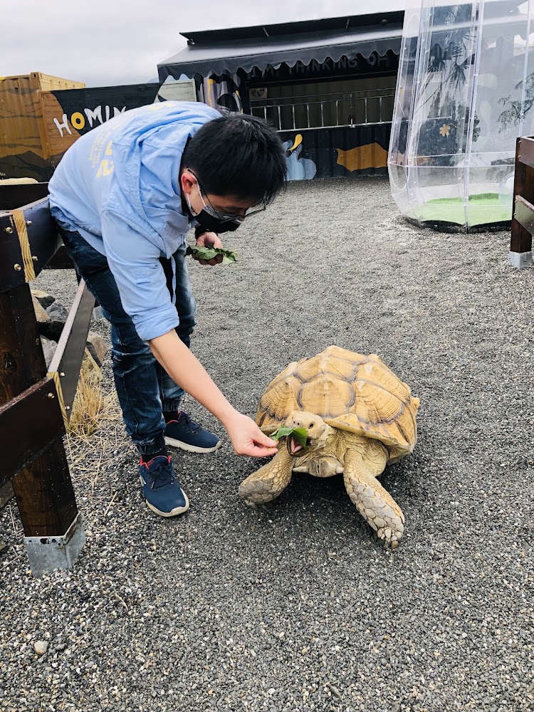 回巢農場陸龜互動