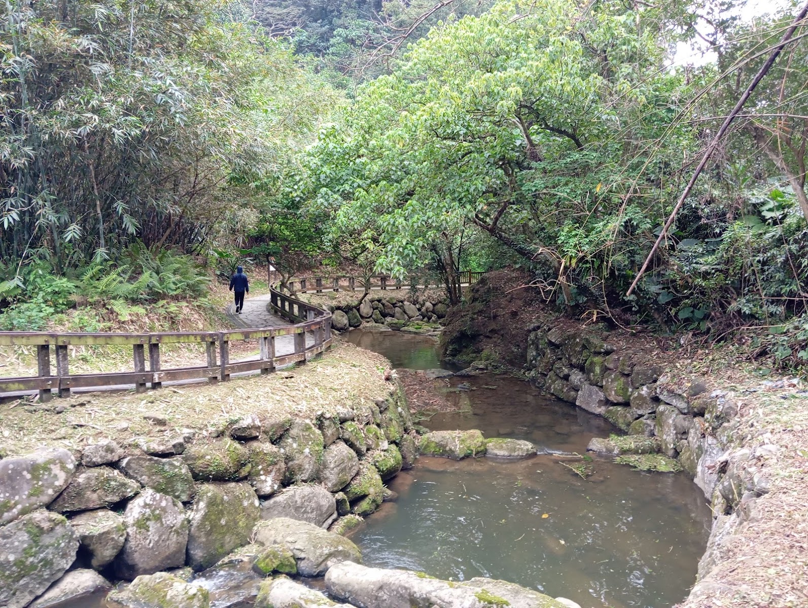 小坑溪畔木棧道，兩旁林木茂密，一名遊客沿步道行走