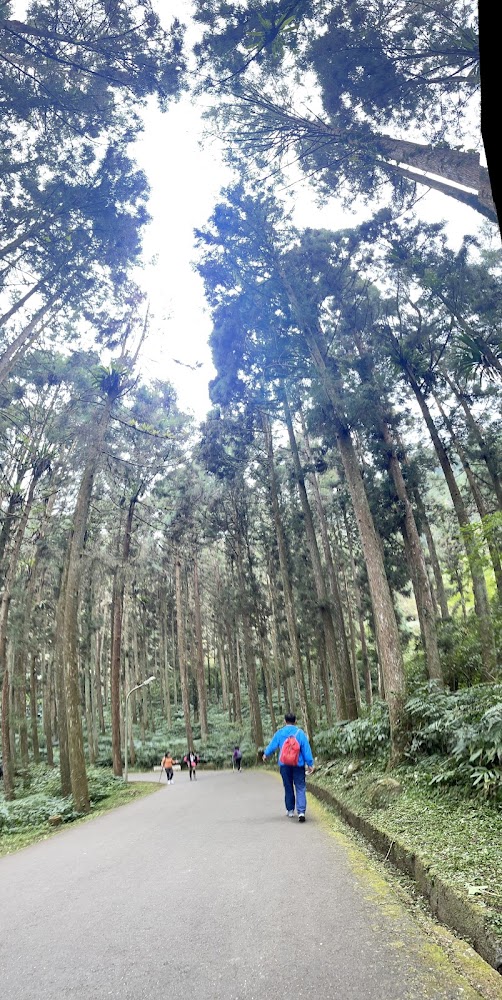 溪頭觀景步道林間柏油路