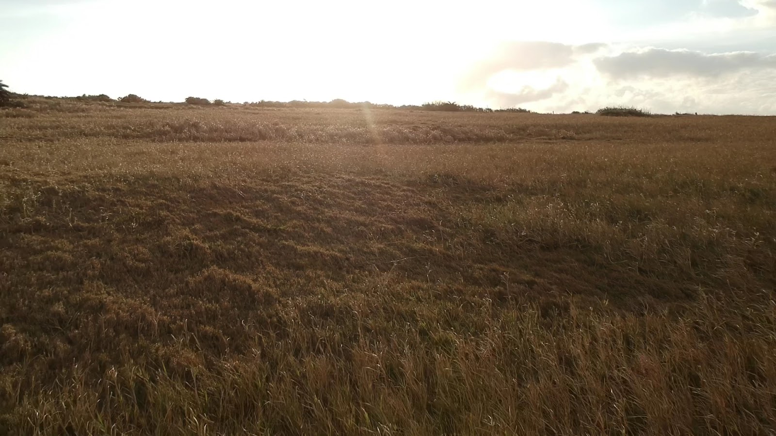 風吹砂草原黃草地在夕陽下逆光,植被低矮稀疏,展現強風地帶特有地景