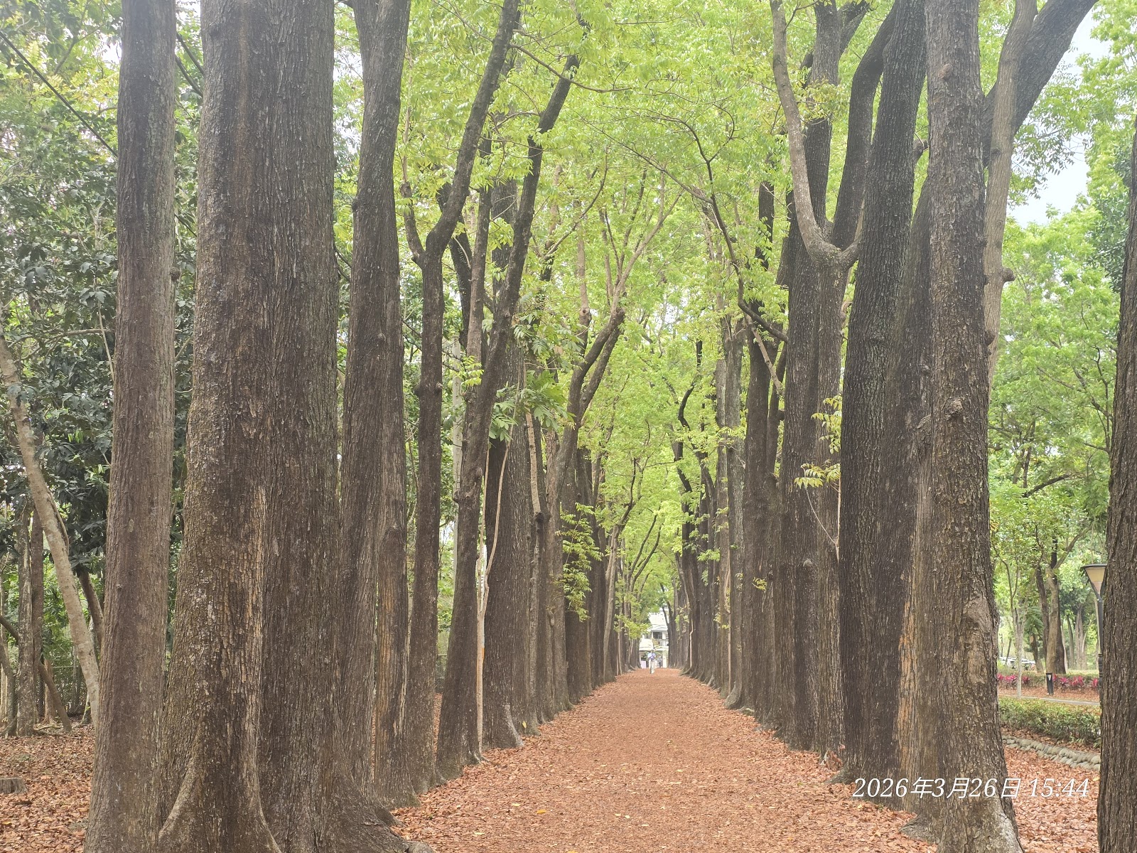 新威森林公園桃花心木步道近拍，粗壯樹幹排列成行，陽光穿透枝葉灑落步道
