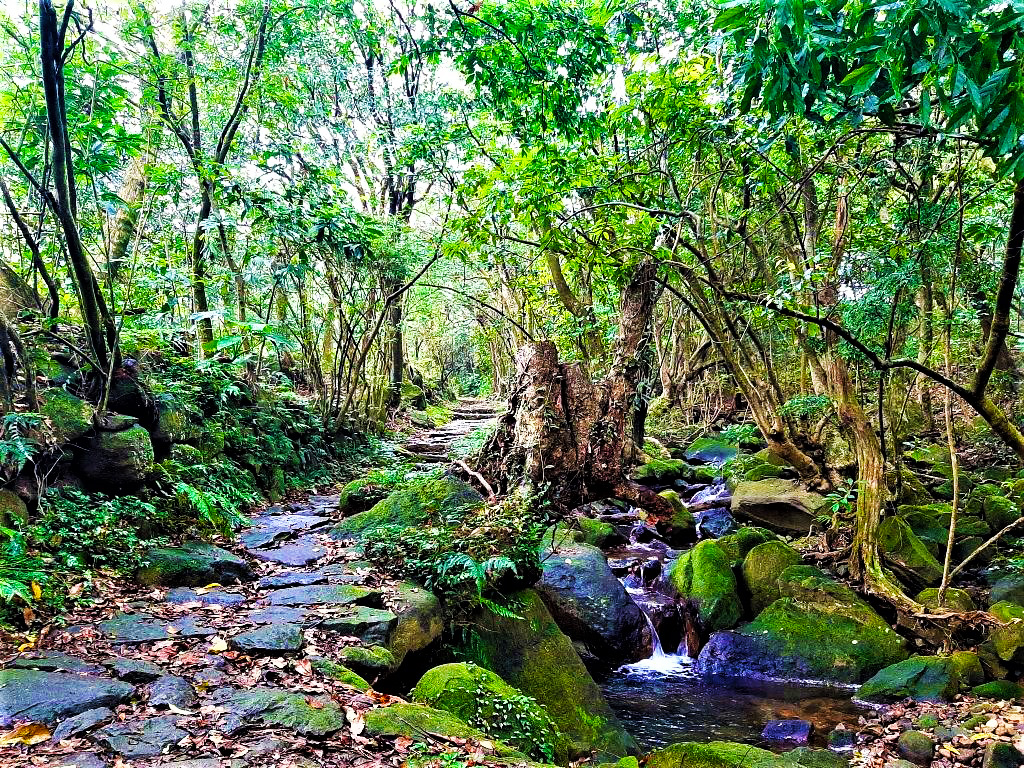 石板路旁的苔蘚溪流景觀