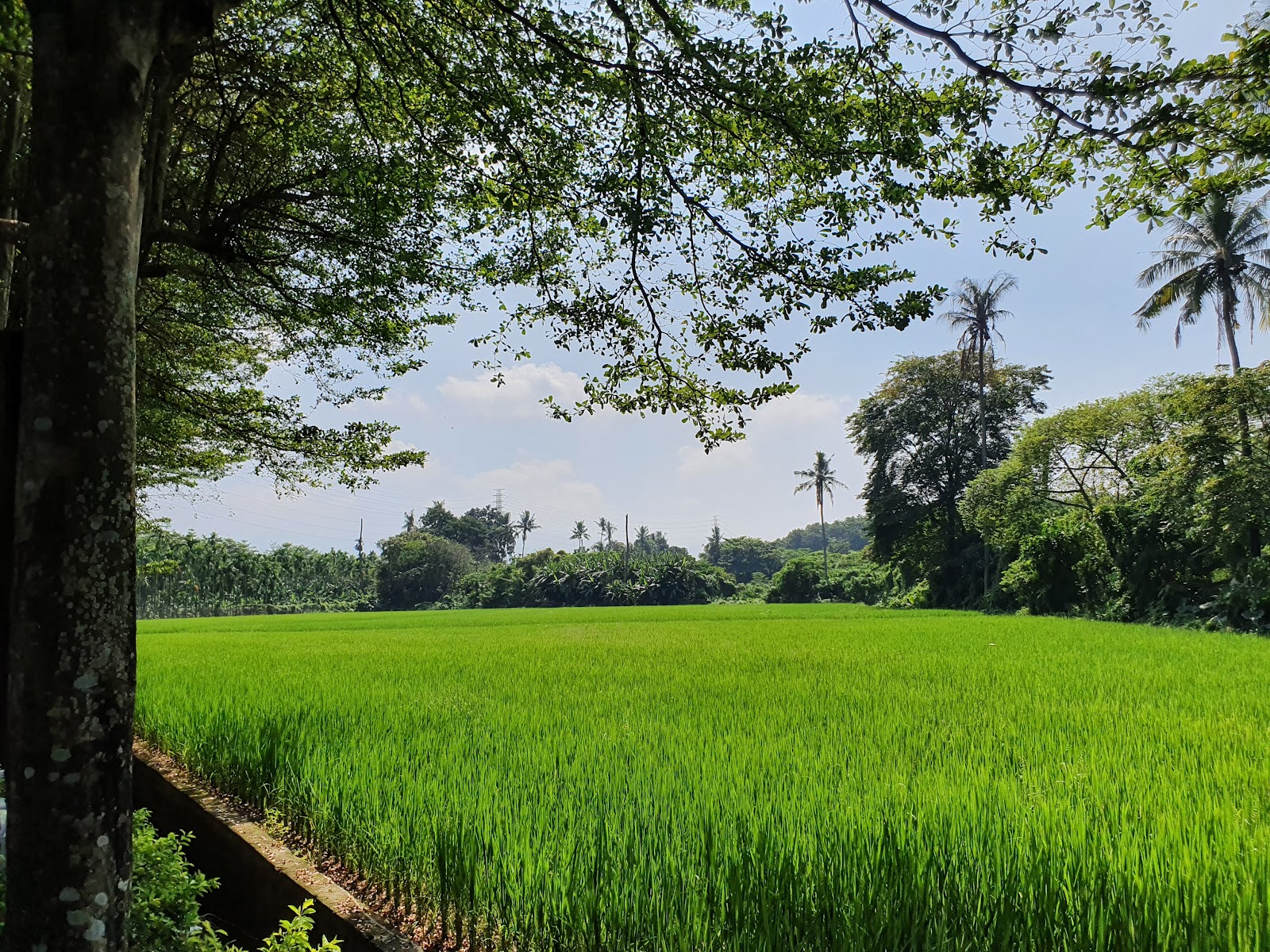 泗林健走步道旁稻田美景