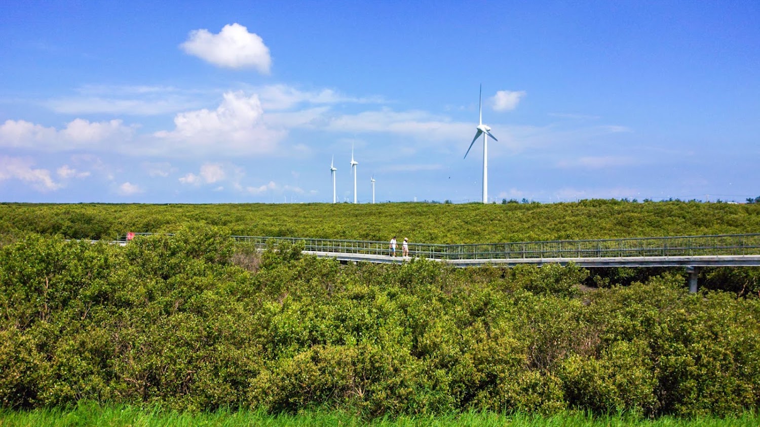 綠色樹林步道與遠方風力發電機