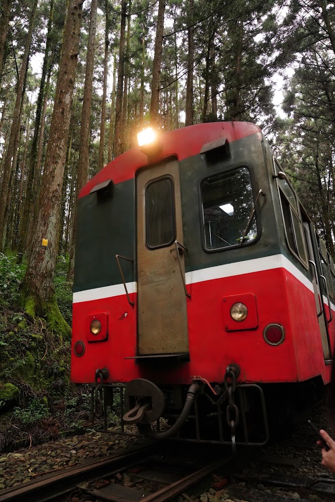 紅綠色阿里山小火車行駛於森林之中