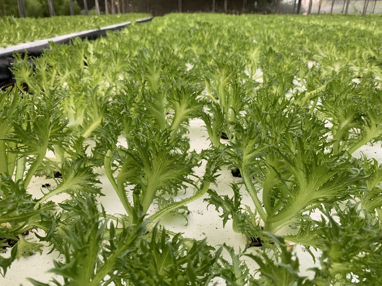 番挖水耕農場整齊排列的水耕蔬菜