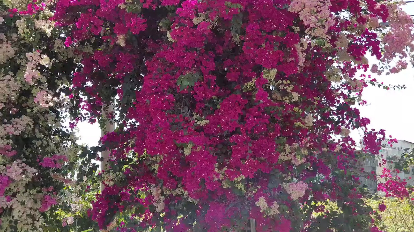 田中九重葛花牆桃紅色花朵近拍