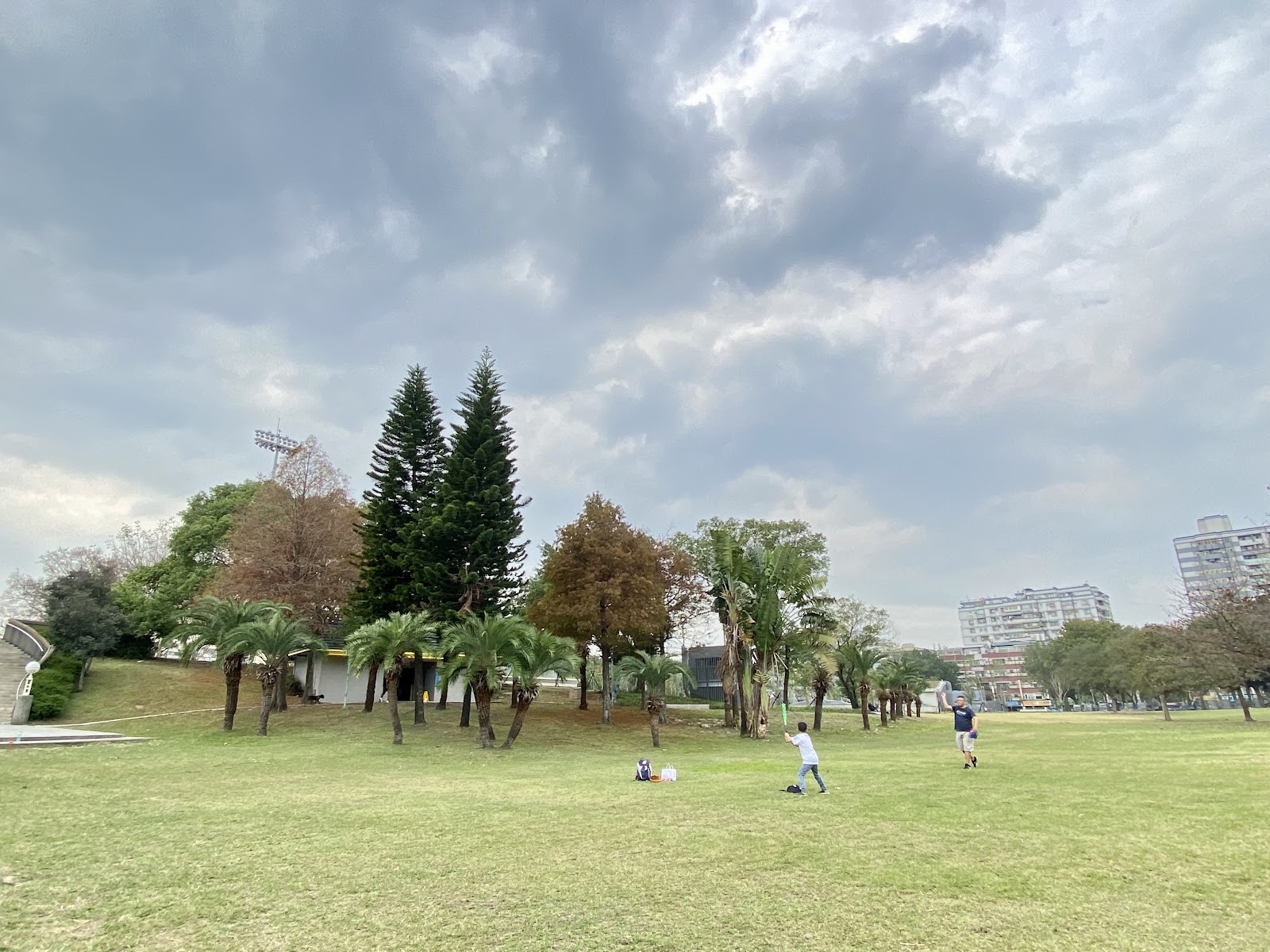 新莊運動公園廣闊草坪,椰子樹松樹點綴,新莊一日遊親子景點