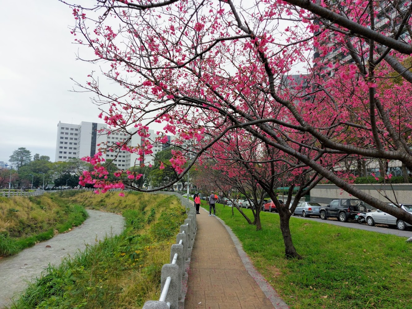 磺溪彩虹步道櫻花景色