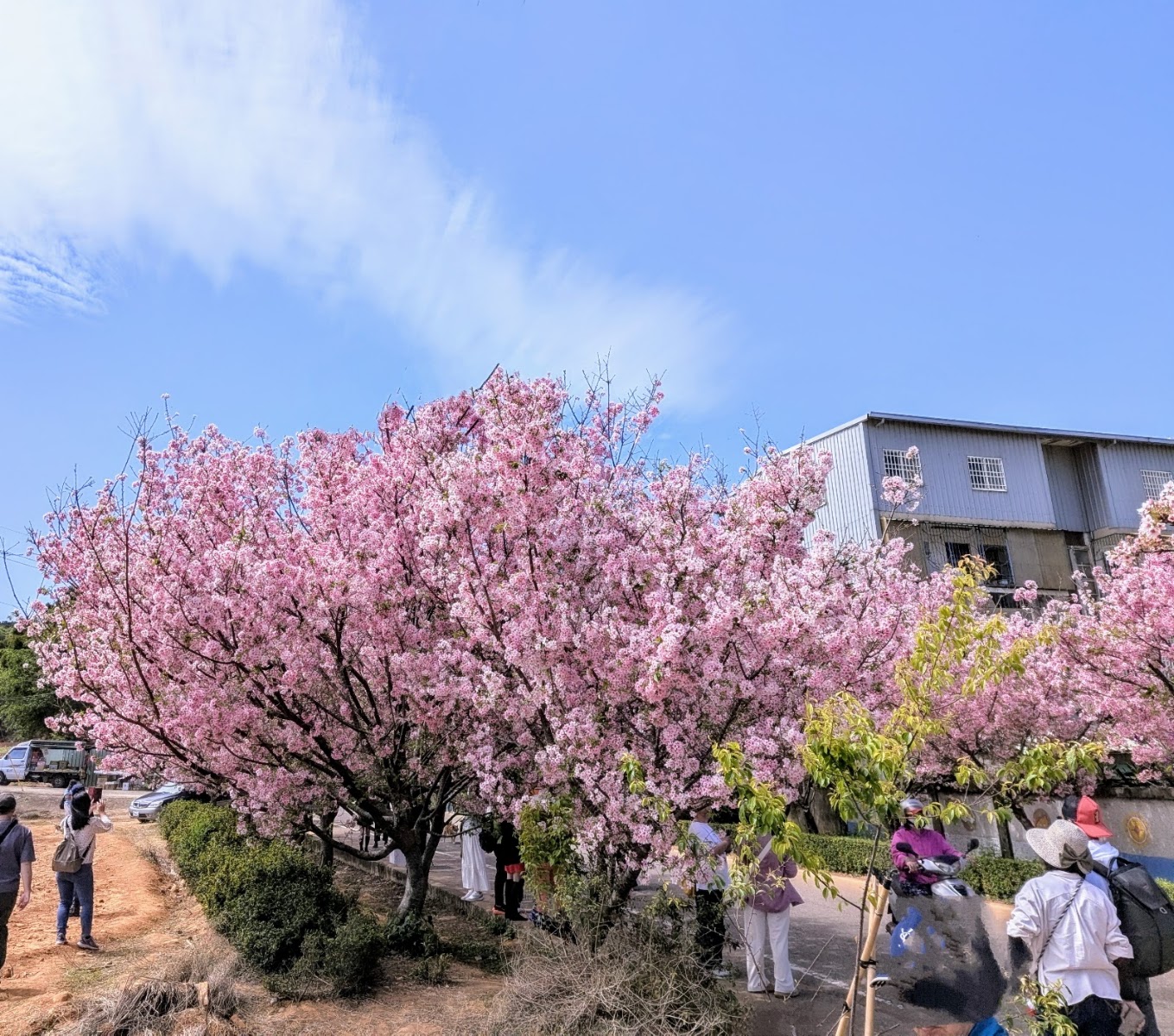 台中沙鹿忠貞路河津櫻盛開粉紅花海遊客賞花