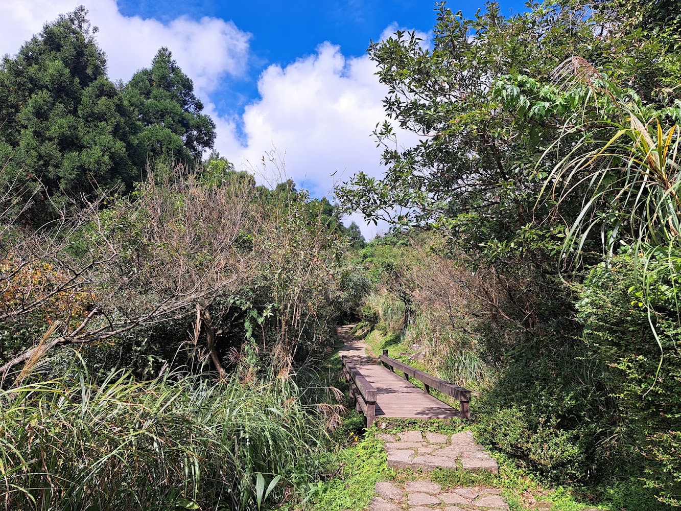 森林中的石板步道與小木橋