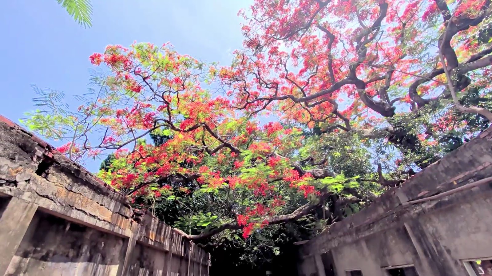 甘蜜會社鳳凰木花海 紅磚牆之間仰角拍攝