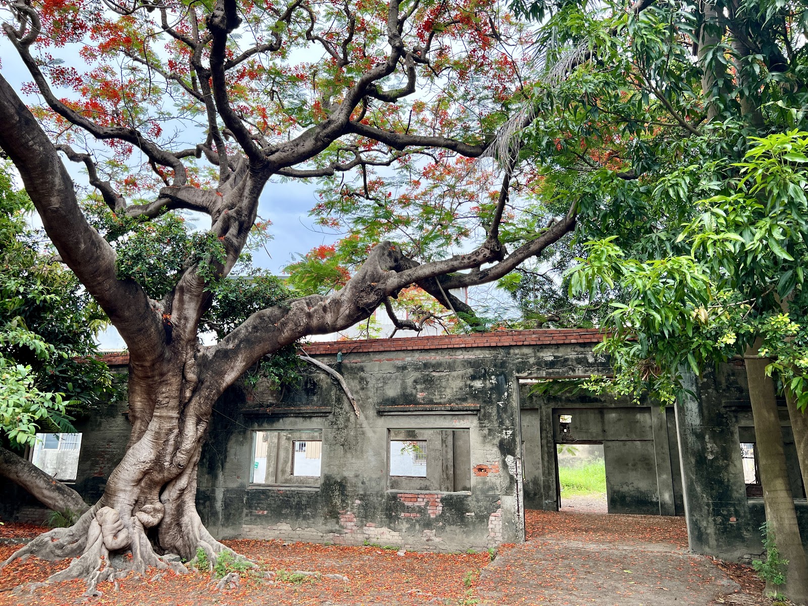 寧靖王公園老屋遺跡 鳳凰木紅花盛開