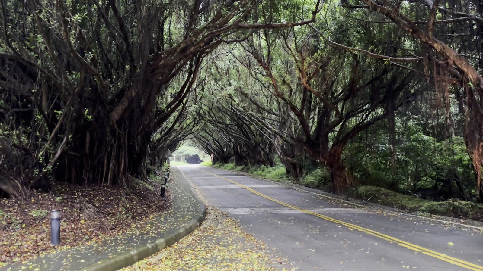 有容路榕樹隧道另一角度，道路蜿蜒穿過樹蔭