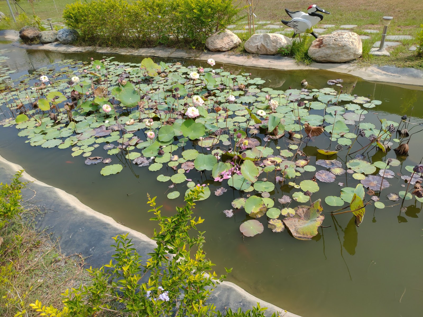 馬興藥草植物園區荷花池仙鶴雕塑,彰化秀水藥草園景點