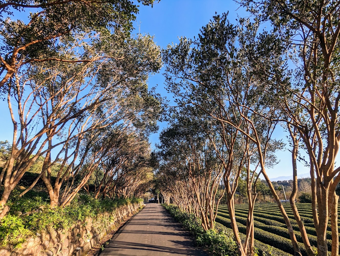 三洽水環境教育中心的林蔭步道與農地景觀