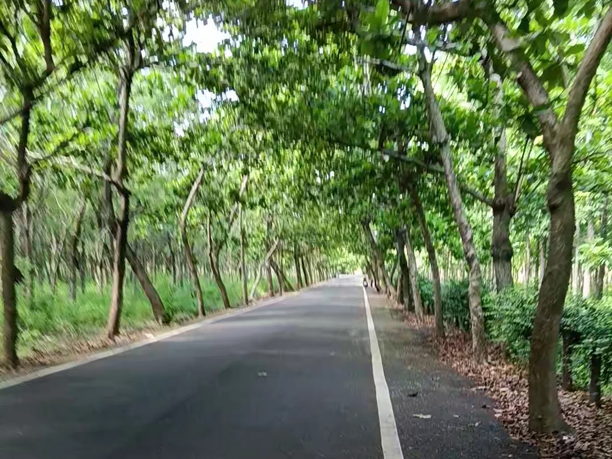 大葉欖仁樹步道筆直道路景觀