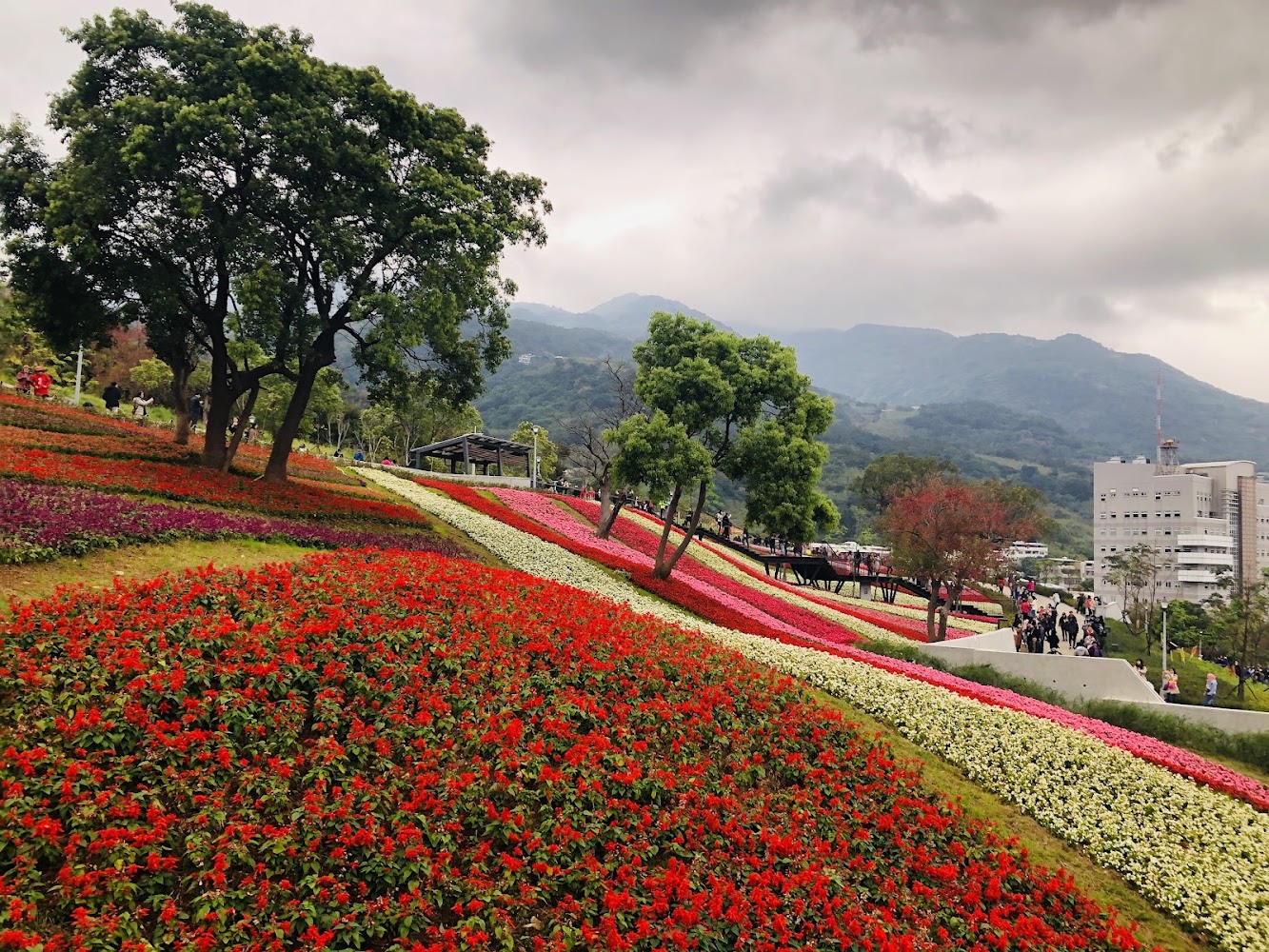 花海與山景及遊客散步