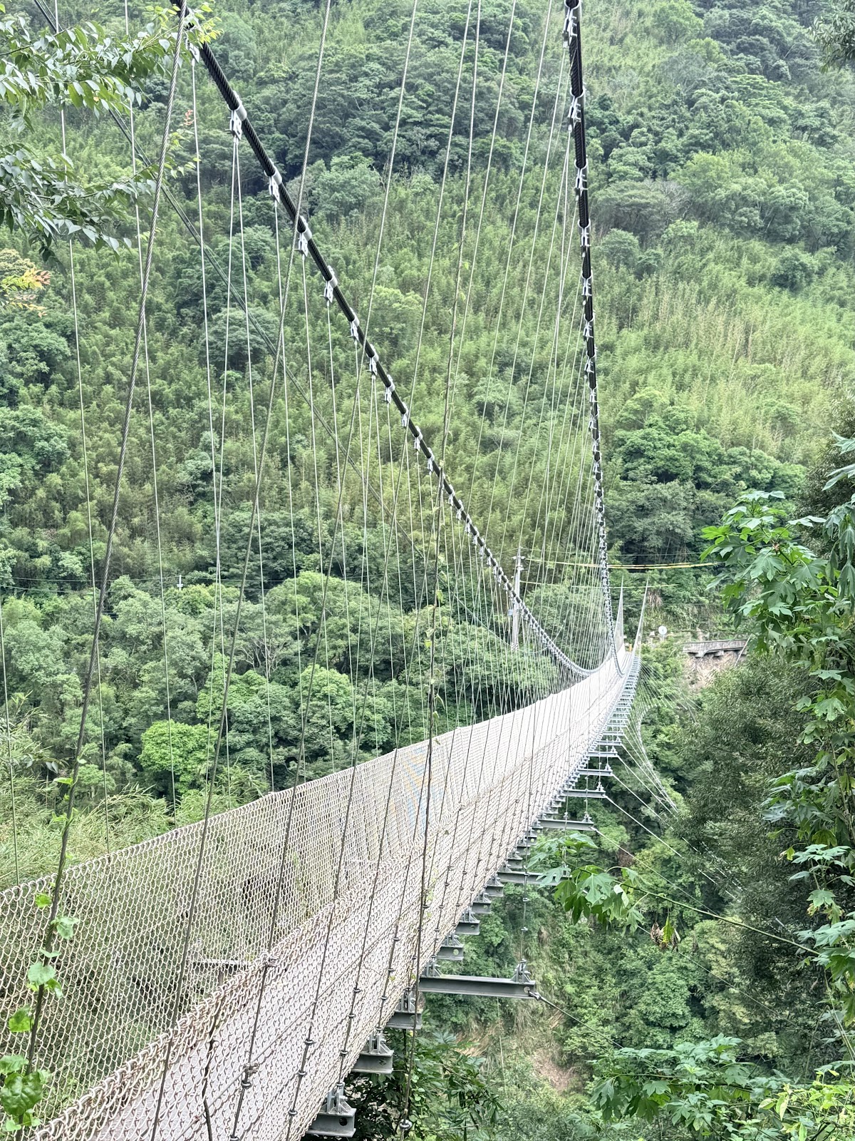 彌榮吊橋鋼索纏繞茂密綠意植被