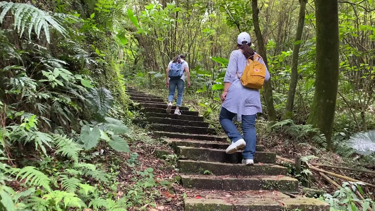 兩位背包客走在橫嶺古道的森林石階小徑