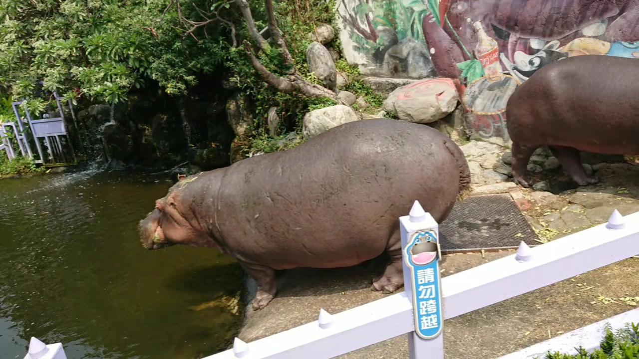 淨園農場河馬區