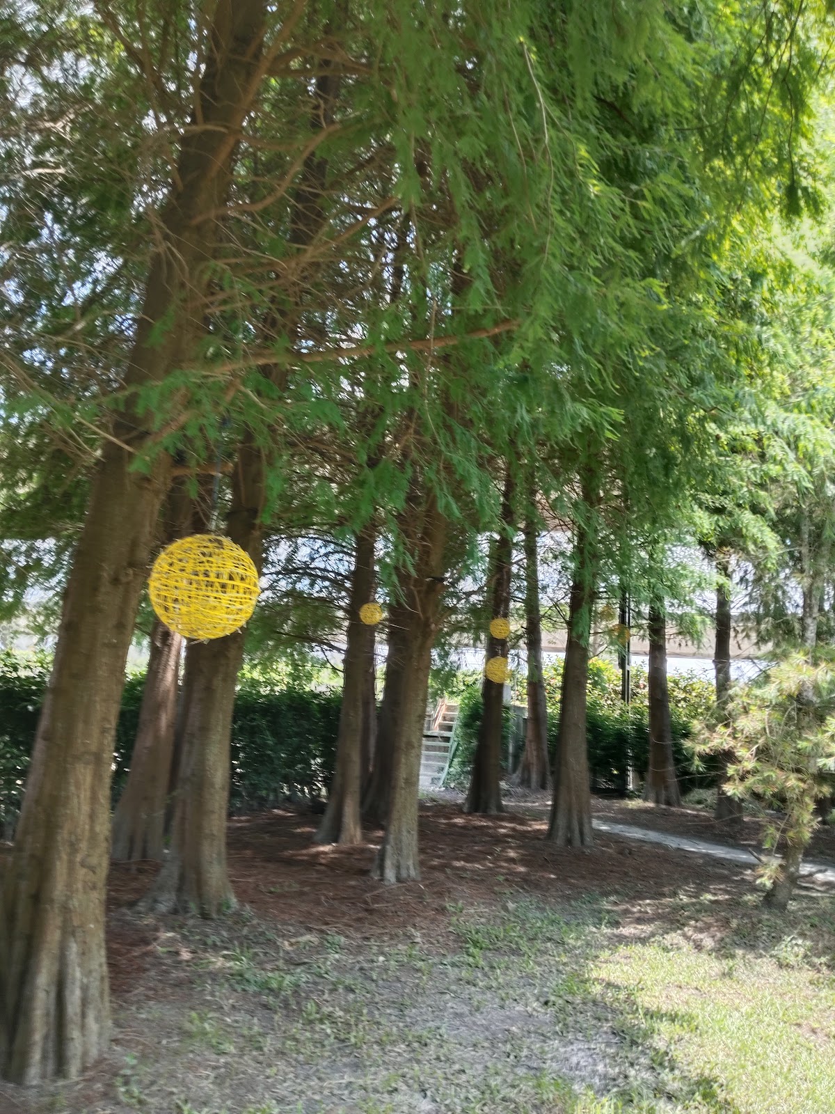 魔菇部落休閒農場杉木林道步道黃色球形裝飾