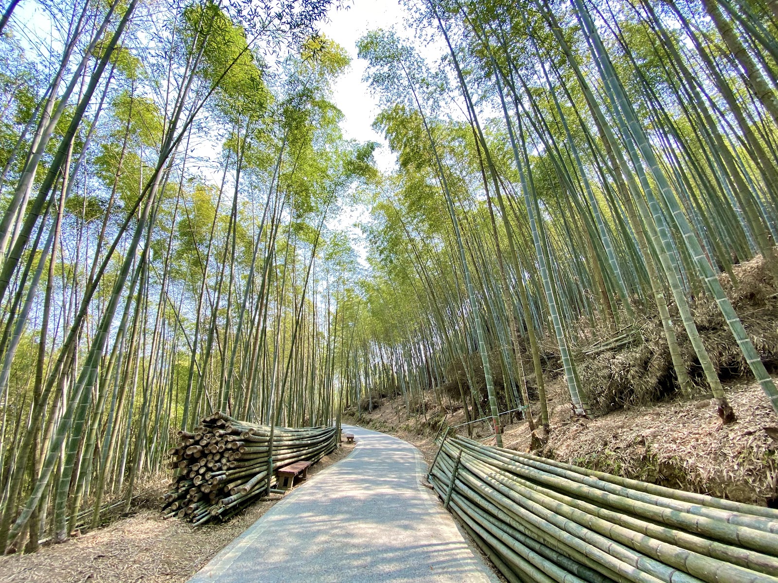 嘉義瑞里竹林綠色隧道750公尺孟宗竹步道