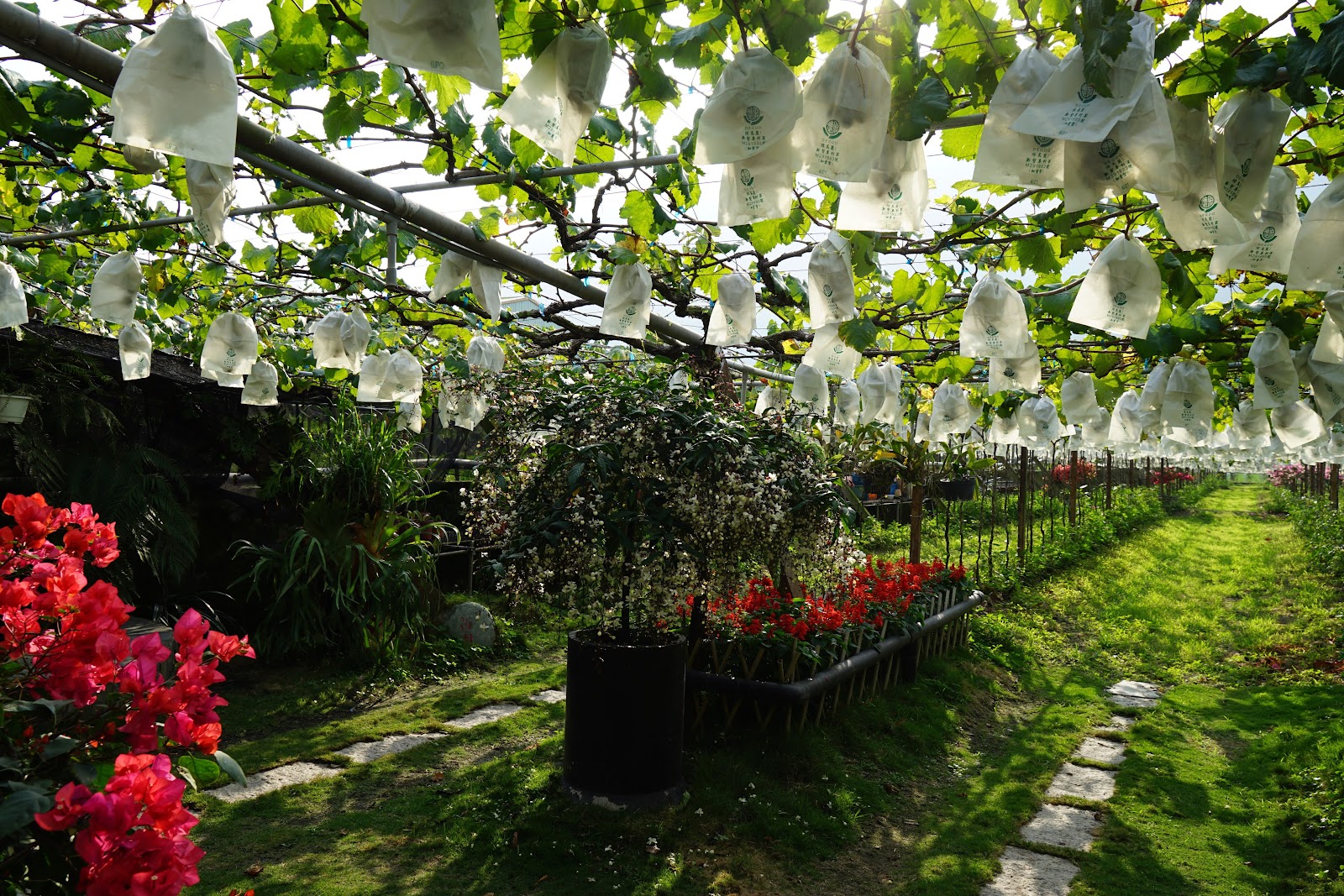 碩果園葡萄棚架步道與扶桑花園景