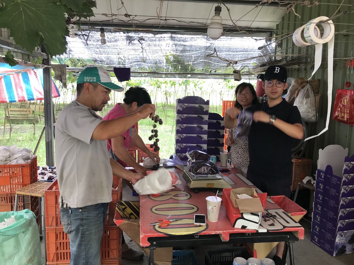 古月葡萄農場工作人員整理秤重葡萄攤位