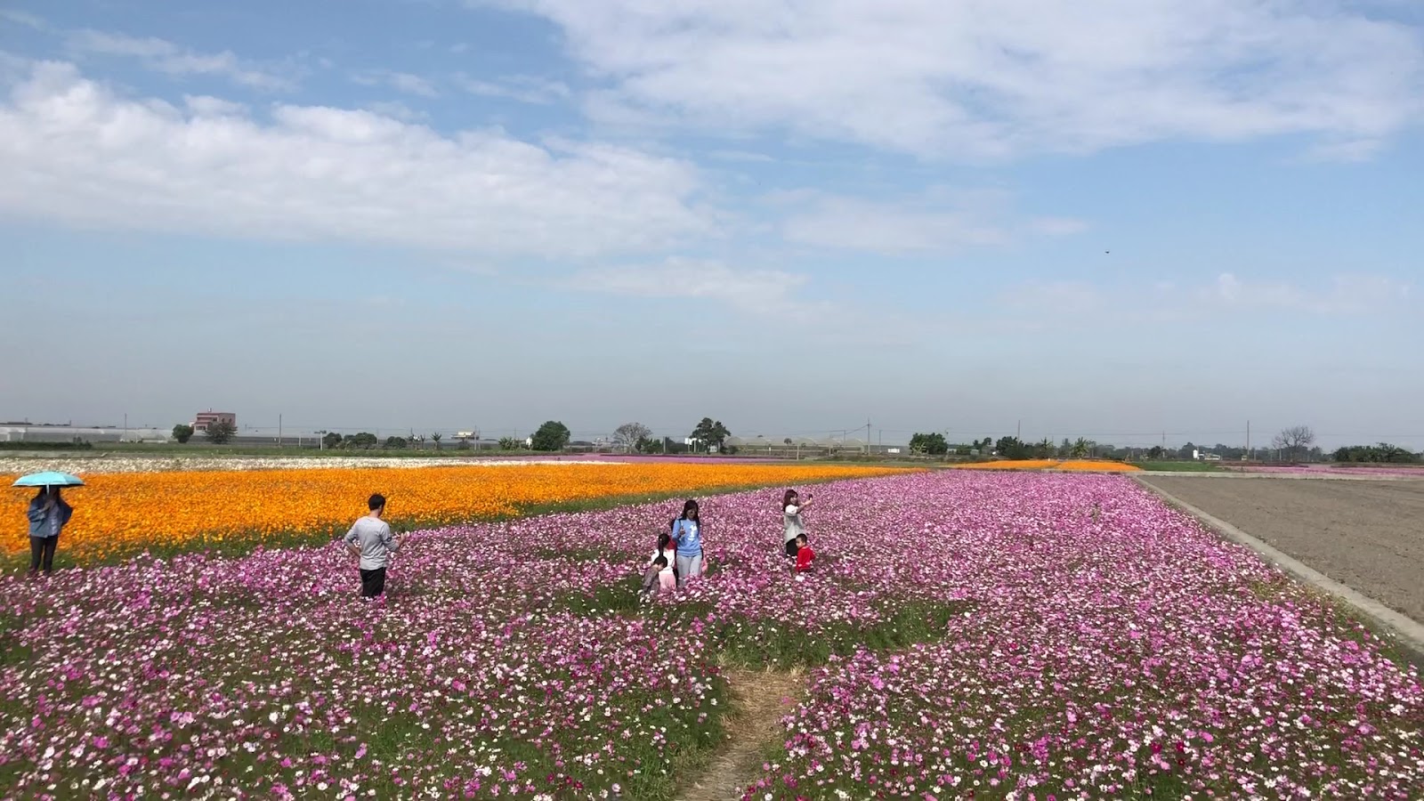 莿桐花海粉色波斯菊與橘色萬壽菊雙色花田 親子賞花