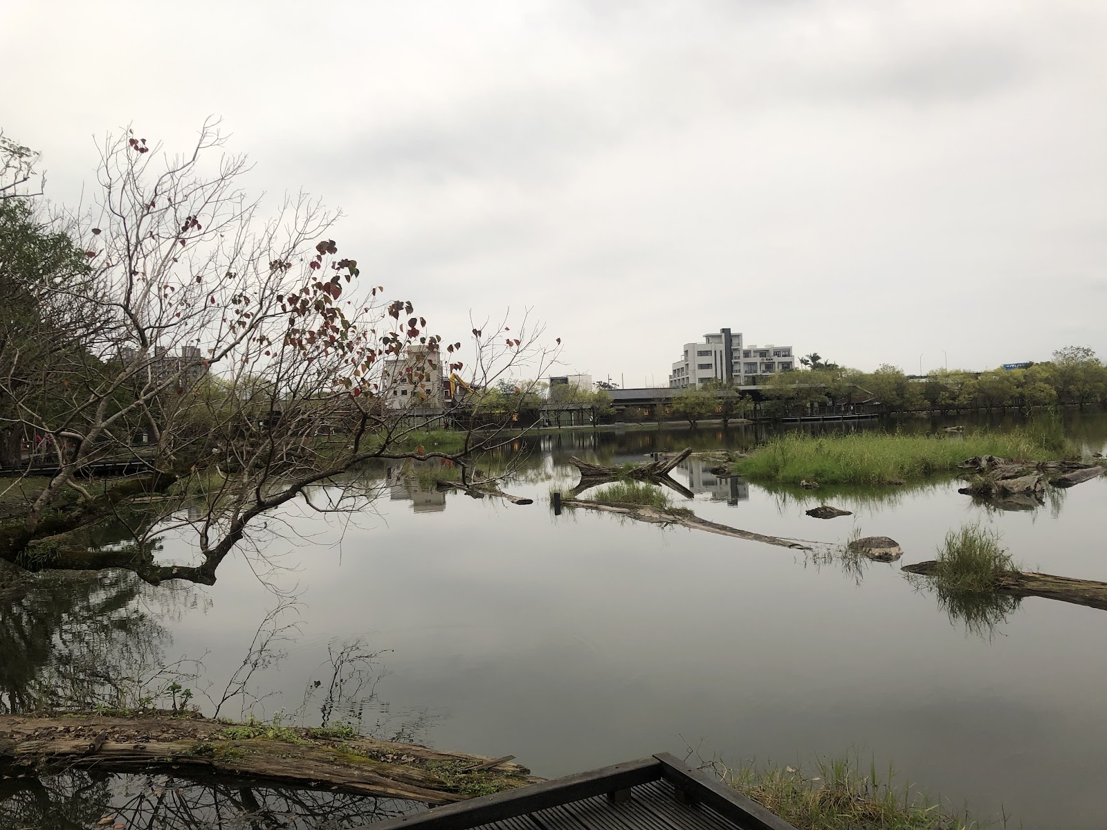 羅東林業文化園區貯木池水景枯木蘆葦倒影濕地