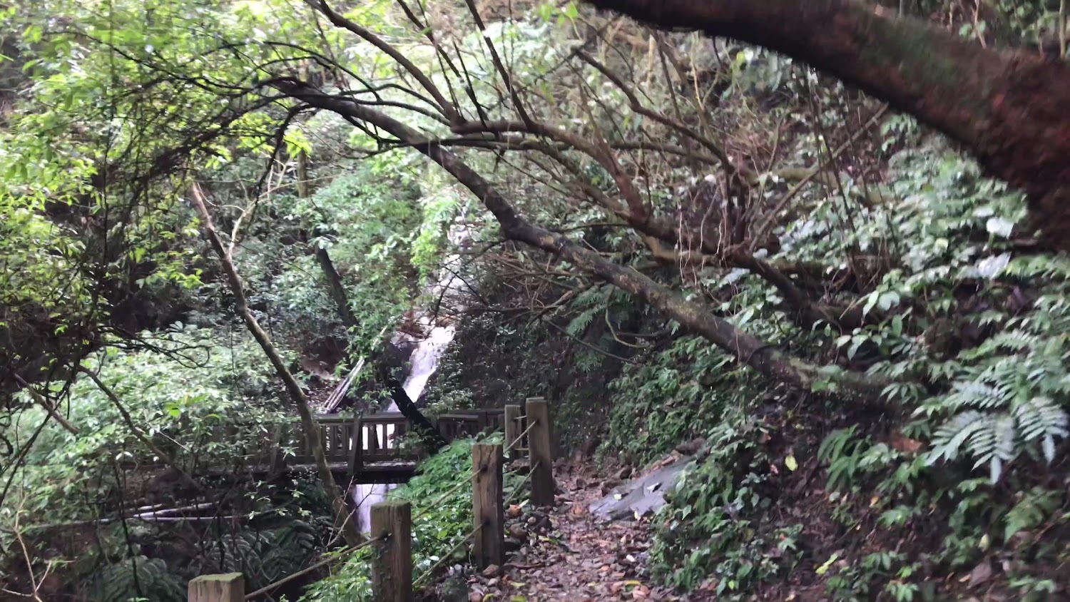 森林步道深處的小橋與瀑布