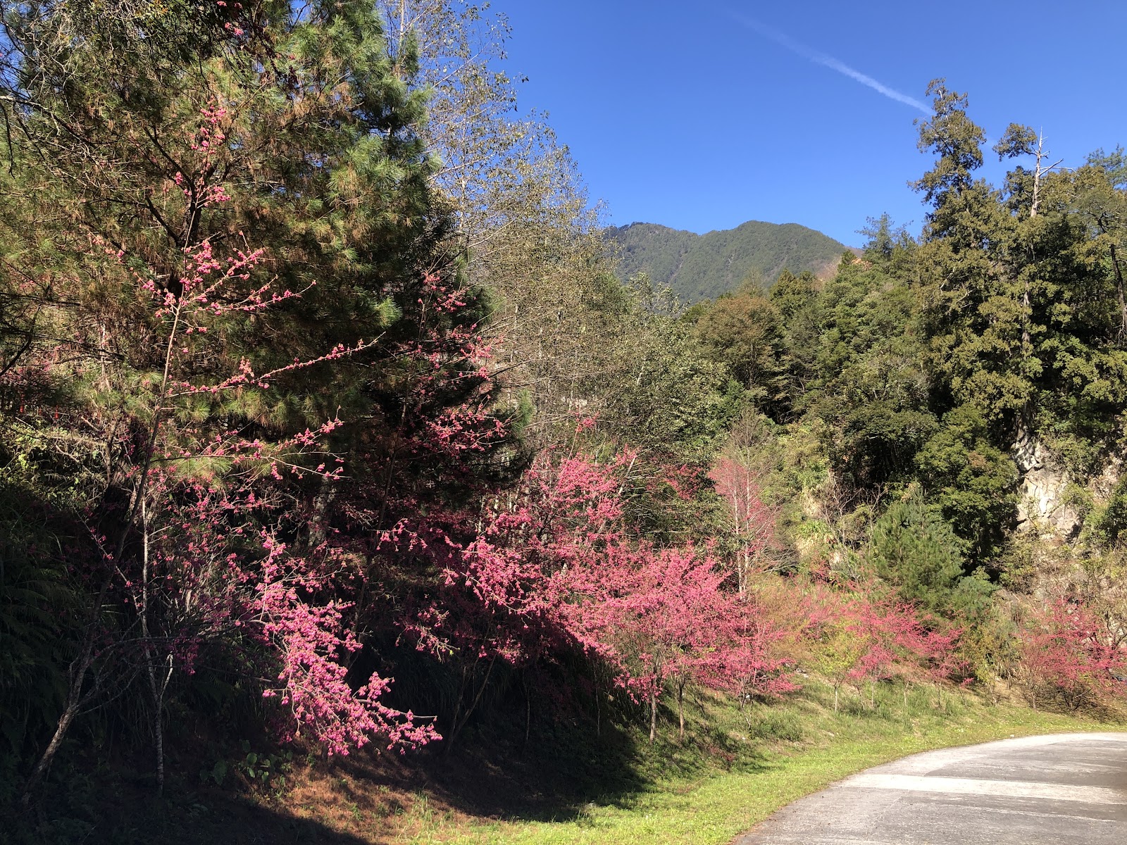 台8線山路旁盛開的粉紅花樹，前往德基水庫途中