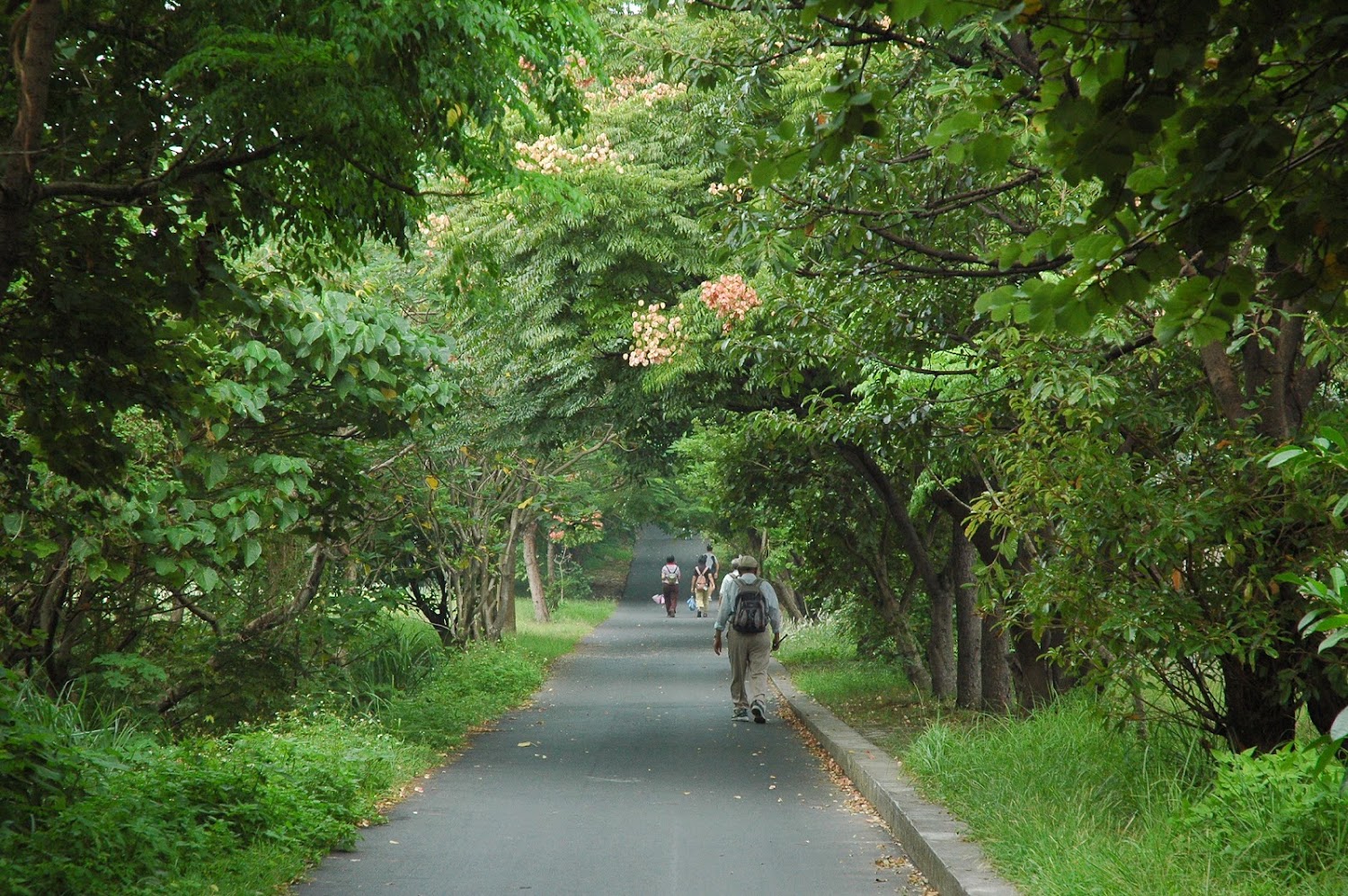 淡水河岸自行車道綠樹步道